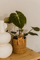 Rare Philodendron Gloriosum - Plant Studio LLC