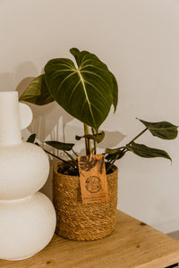 Rare Philodendron Gloriosum