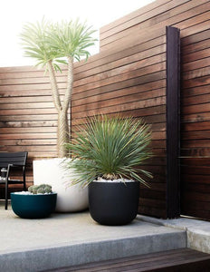 Yucca Rostrata