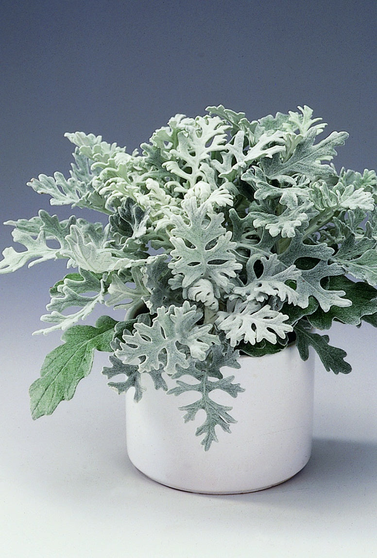 Senecio Cineraria 'Silver Dust'
