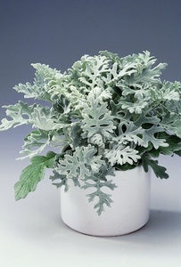 Senecio Cineraria 'Silver Dust'