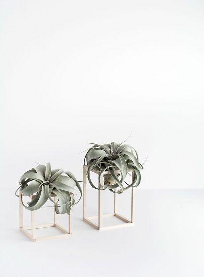 Tillandsia Xerographica
