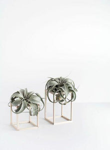 Tillandsia Xerographica