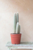 Cephalocereus Senilis 'Old Man Cactus' - Plant Studio LLC