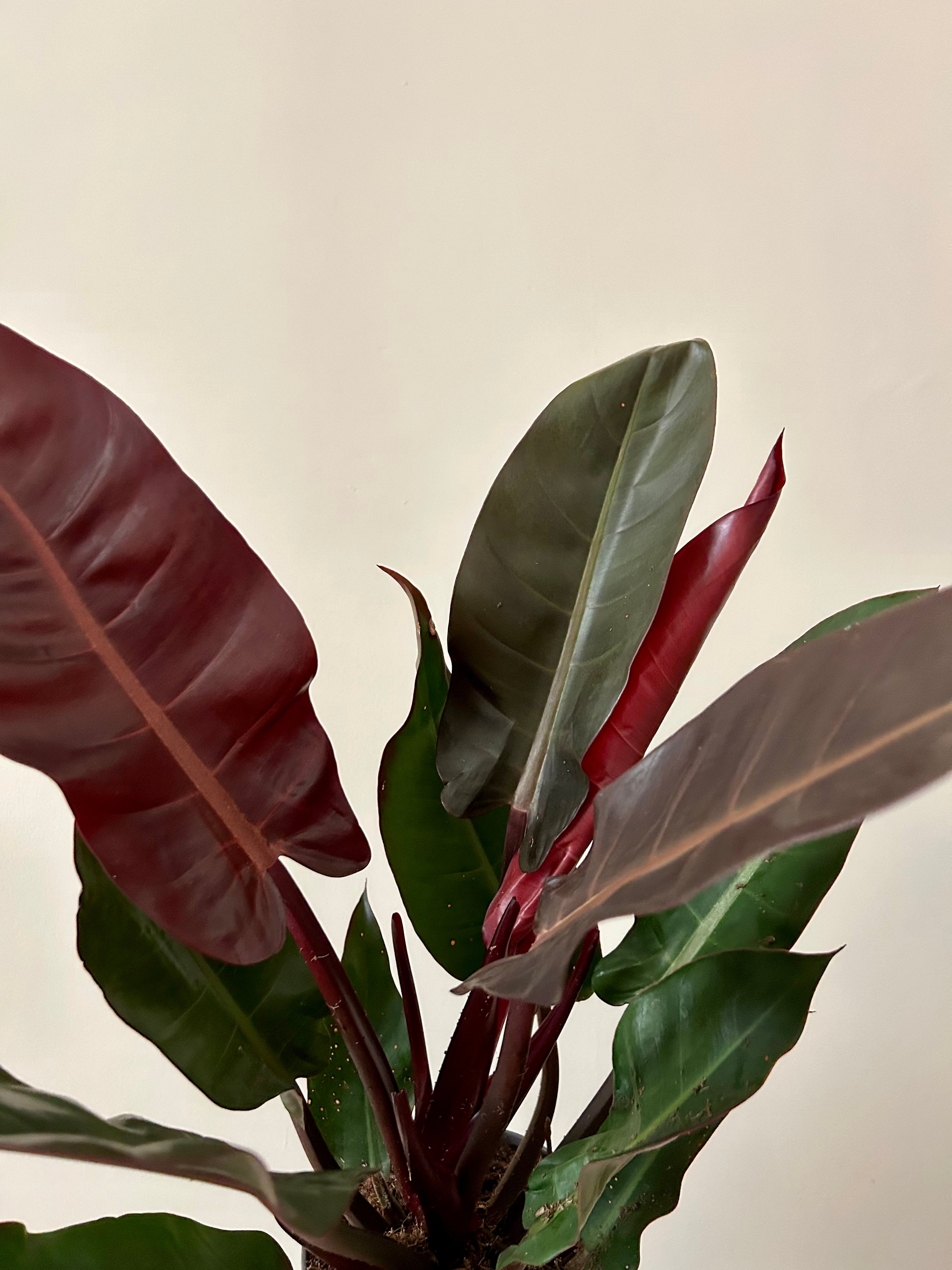 Philodendron Starfire - Plant Studio LLC