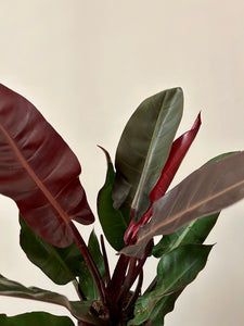 Philodendron Starfire