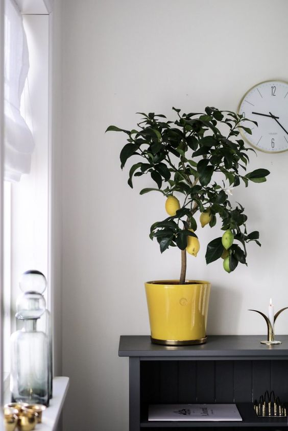 Citrus Lemon Meyer Tree - Dwarf - Plant Studio LLC
