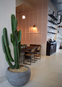 Euphorbia Accruensis Cactus