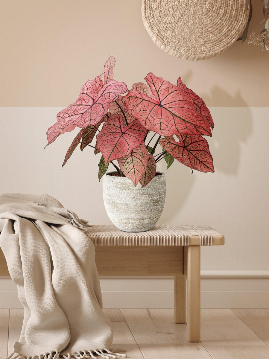 Caladium Spring Fling XL - Plant Studio LLC