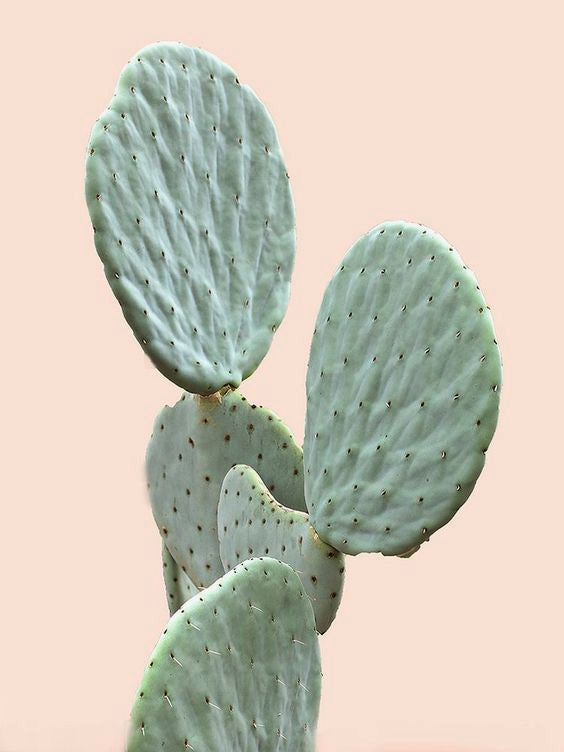 Opuntia Bunny Cactus - Plant Studio LLC