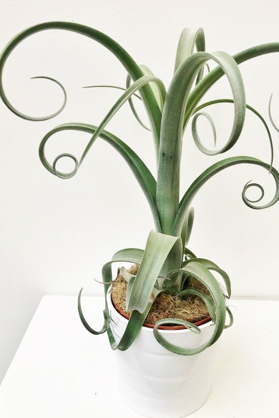 Tillandsia Curly Slim - Plant Studio LLC