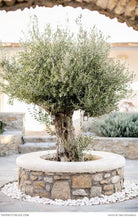 Olea Europaea 'Olive Tree' - Plant Studio LLC