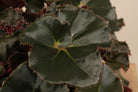 Begonia Black Jungle - Plant Studio LLC