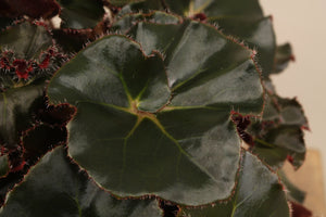 Begonia Black Jungle