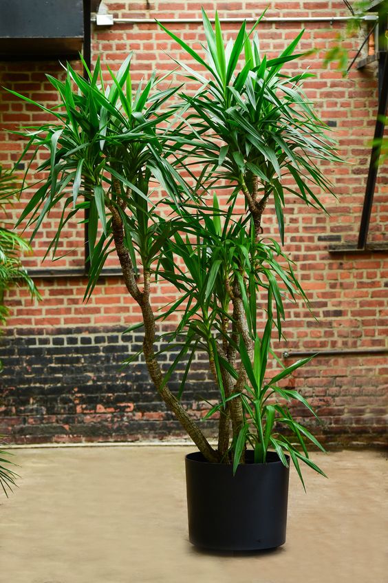 Dracaena Draco Multi Branched - Plant Studio LLC