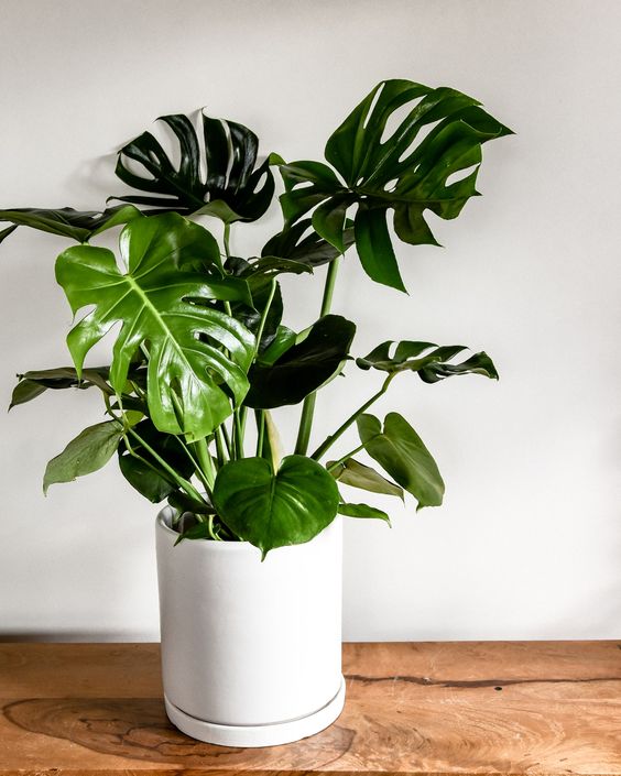 Monstera Deliciosa - Medium - Plant Studio LLC