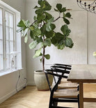 Ficus Lyrata Multibranched - Loose - Plant Studio LLC