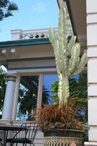 Rare Variegated Euphorbia Ingens (White Cactus) - Plant Studio LLC