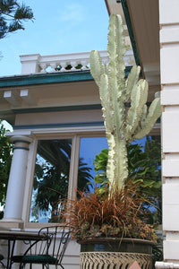 Rare Variegated Euphorbia Ingens (White Cactus)