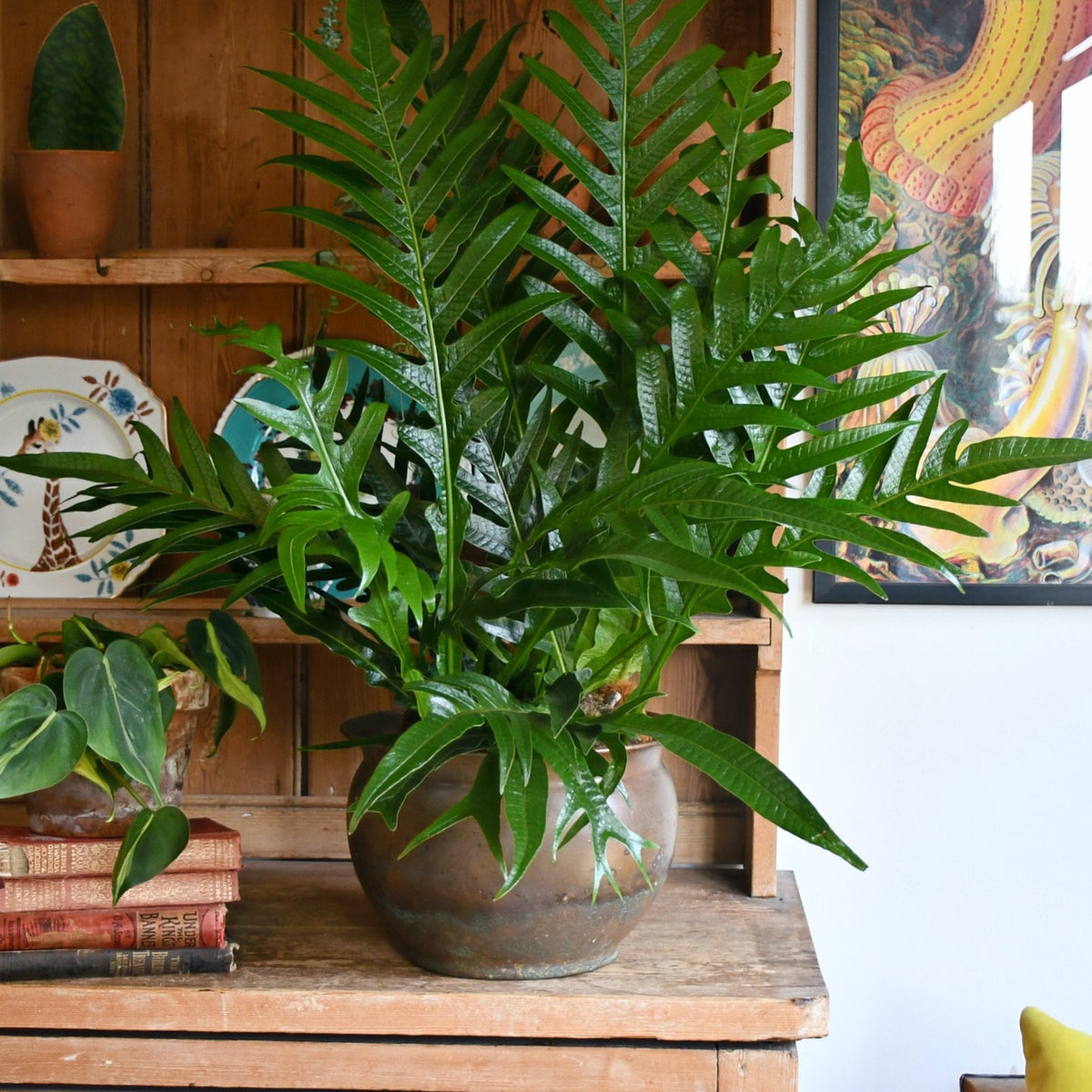Aglaomorpha Coronans Juvenile Jim 'Snakeleaf Fern' – Plant Studio LLC