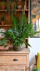 Aglaomorpha Coronans Juvenile Jim 'Snakeleaf Fern' in brown pot placed on top of a cabinet with books and shelf of other small potted plants in the background - Plant Studio LLC