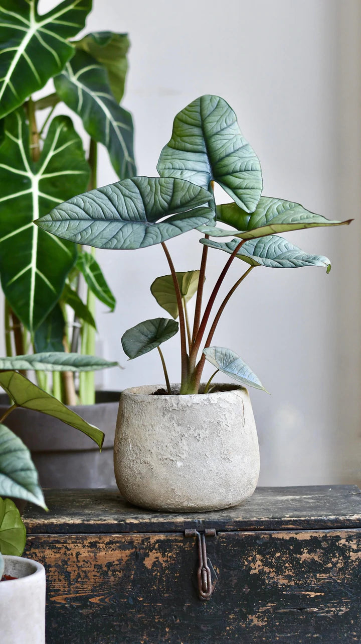 Rare Alocasia Platinum - Plant Studio LLC