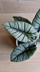 Rare Alocasia Platinum - Plant Studio LLC