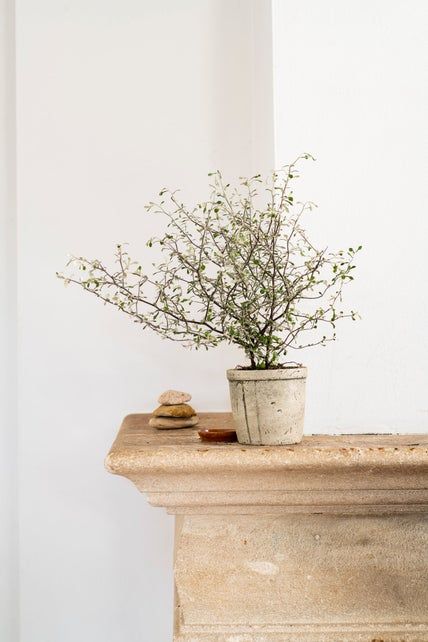 Corokia Maori Green