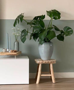 Monstera Deliciosa - Medium