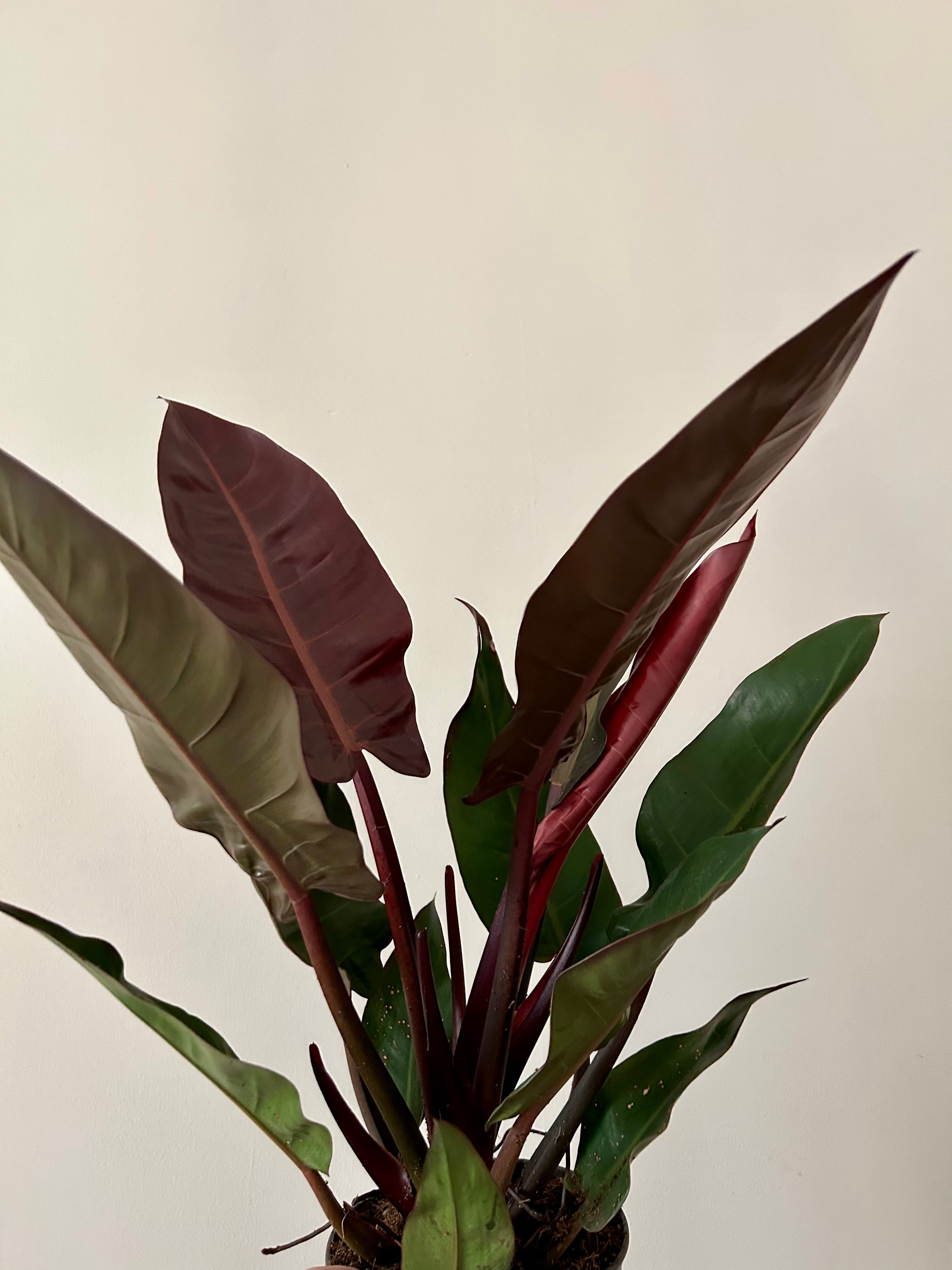 Philodendron Starfire - Plant Studio LLC