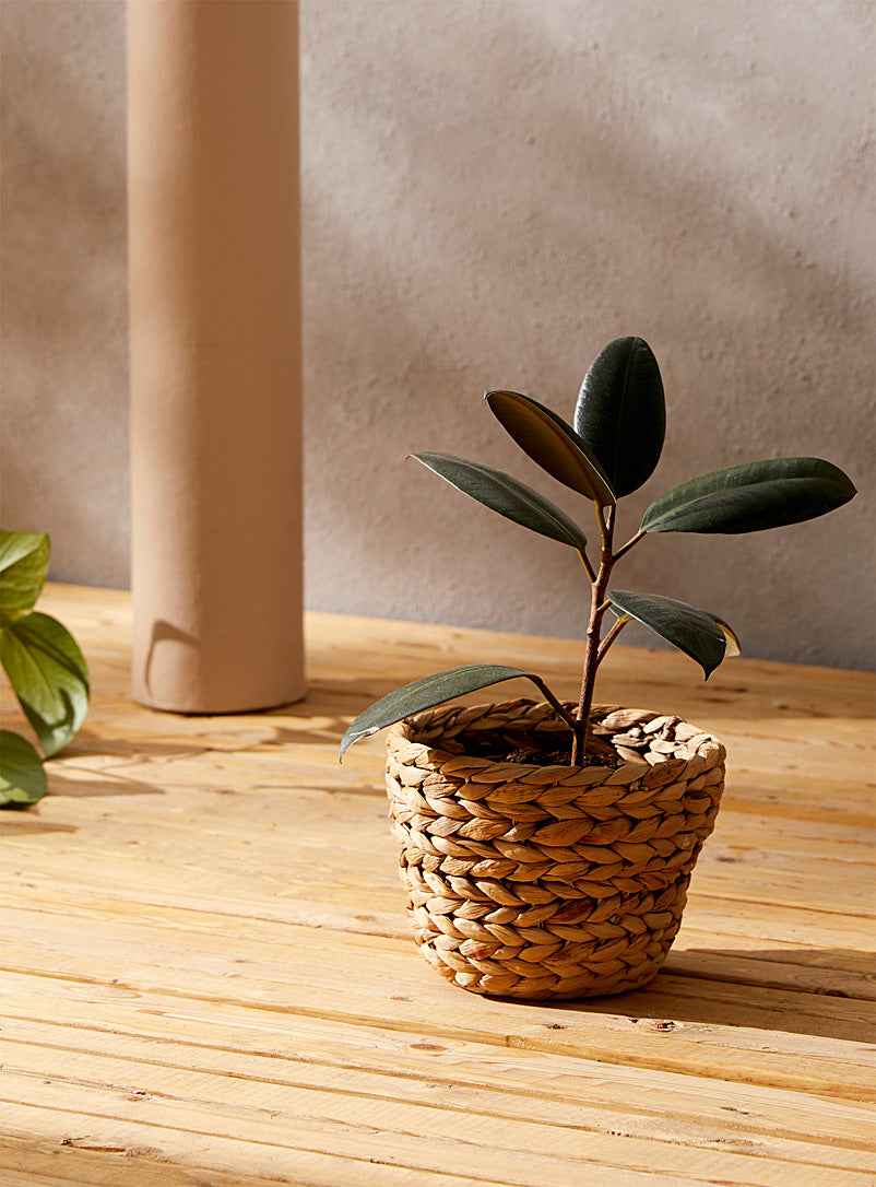 Hyacinth Planter