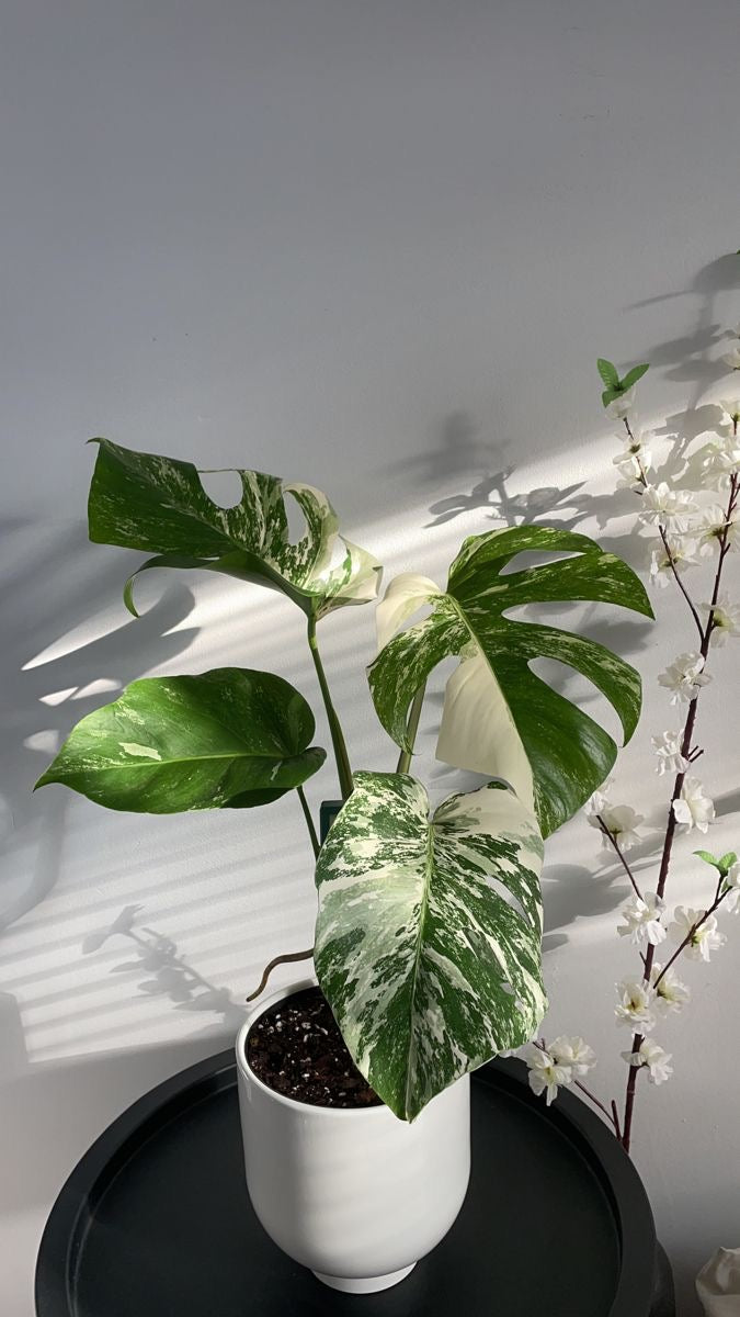 Monstera Albo - XS - Plant Studio LLC