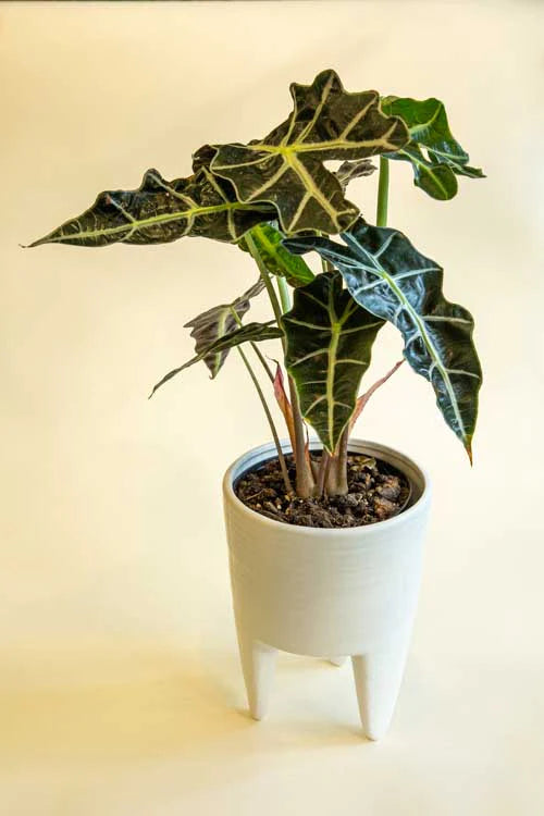 Alocasia Polly in white pot- Plant Studio LLC