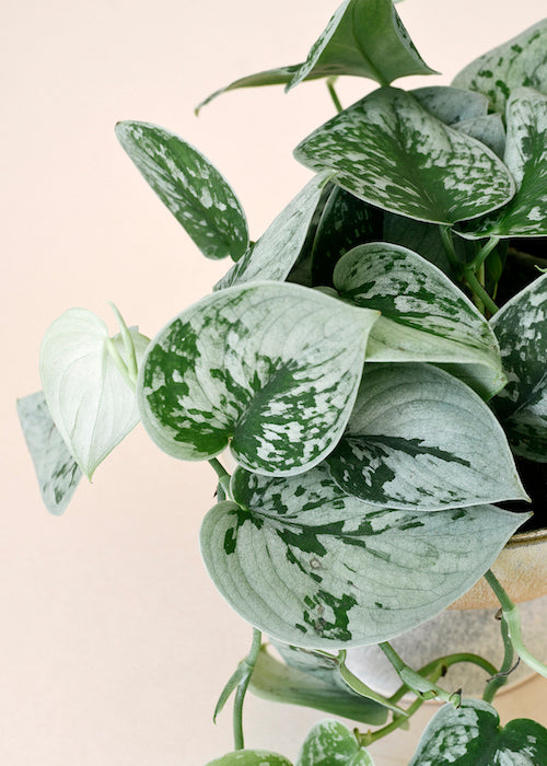 Scindapsus Pictus Silvery Ann