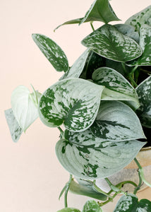 Scindapsus Pictus Silvery Ann