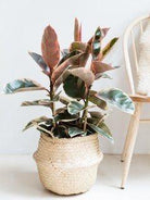 Ficus Elastica Tineke Ruby - Plant Studio LLC