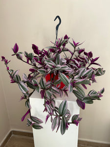 Tradescantia Nanouk in hanging pot