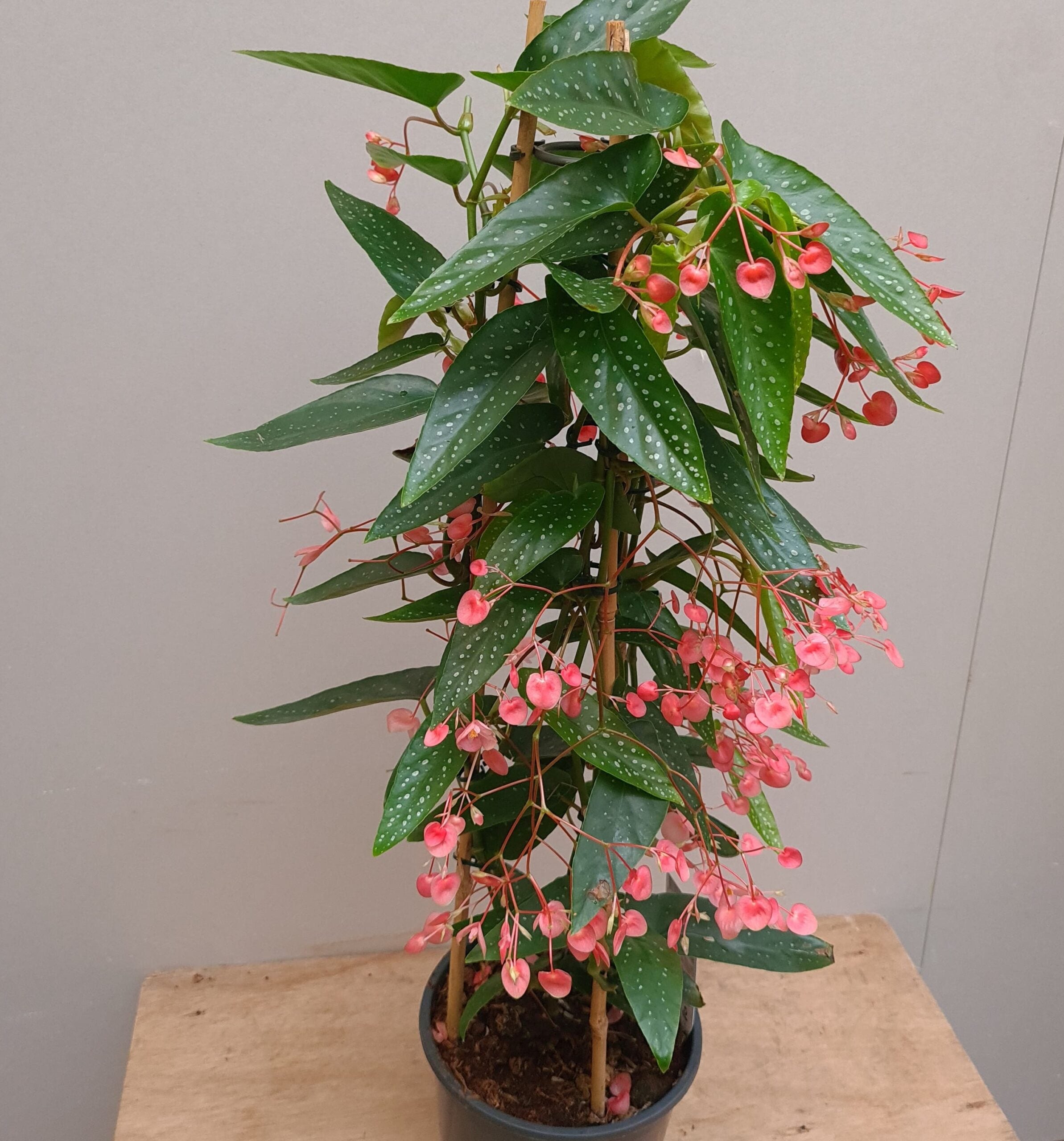 Begonia Corallina Pink – Plant Studio LLC  TRN
