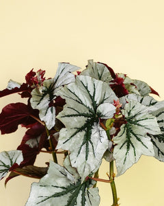 Begonia Looking Glass
