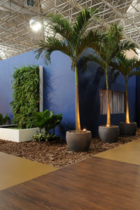Veitchia 'Manila' Palm