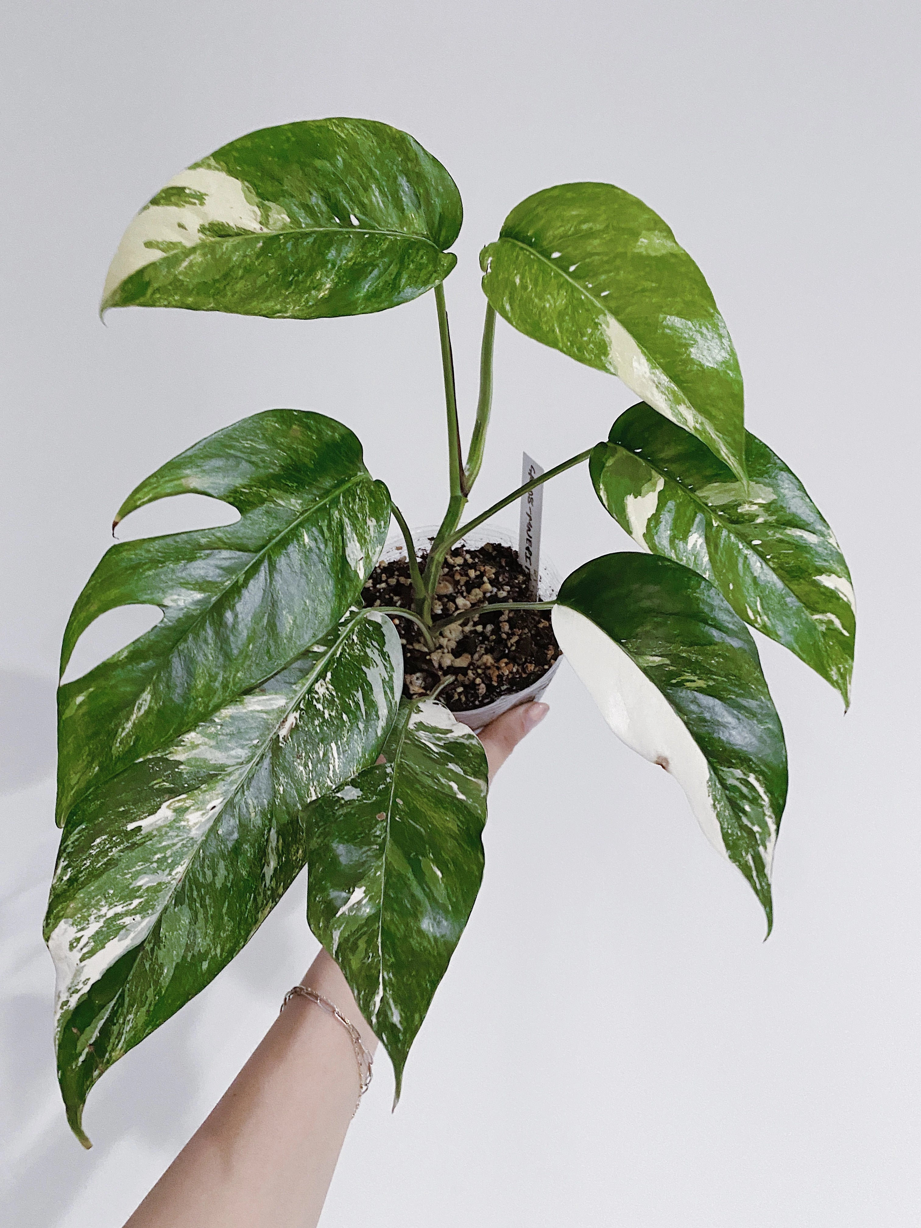 Epipremnum Pinnatum Albo - Plant Studio LLC