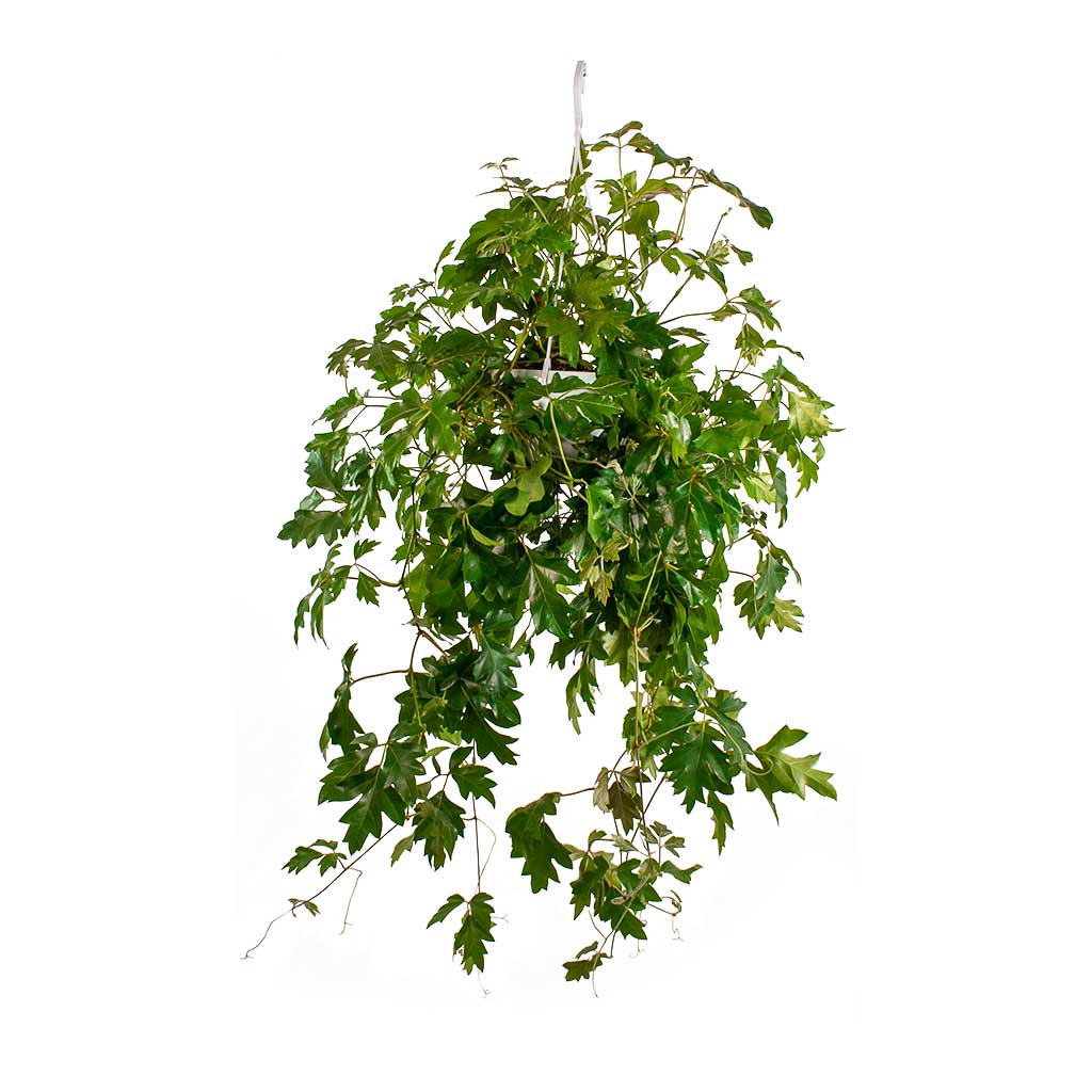 Cissus Rhombifolia 'Grape Ivy' - Plant Studio LLC