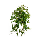 Cissus Rhombifolia 'Grape Ivy' - Plant Studio LLC