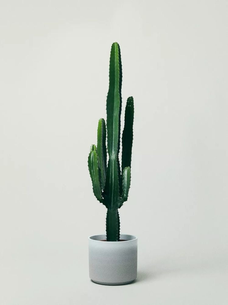 Euphorbia Accruensis Cactus - Plant Studio LLC