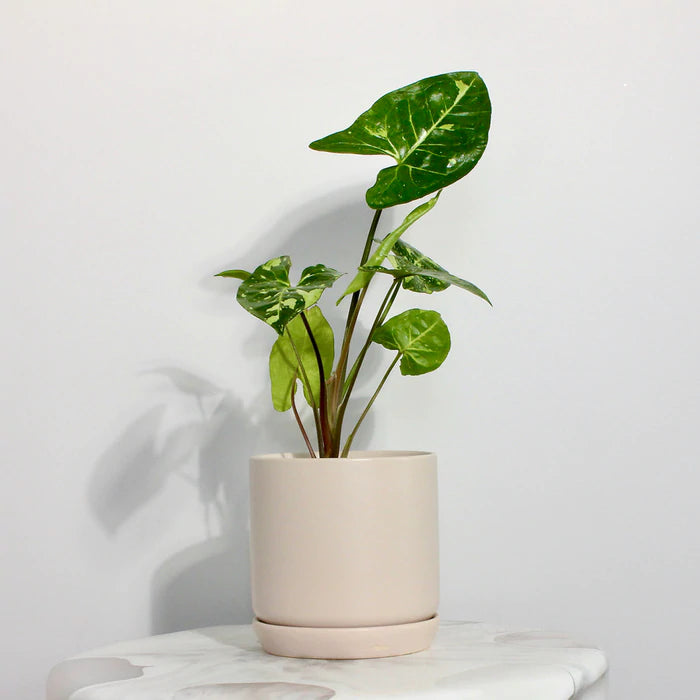 Rare Syngonium Panda - Plant Studio LLC