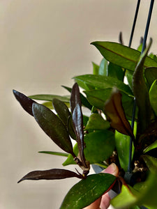 Hoya Black Margin