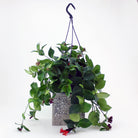 Hanging Aeschynanthus 'Japhrolepis' Lisa Lipstick Plant in gray square pot with splatter- Plant Studio LLC