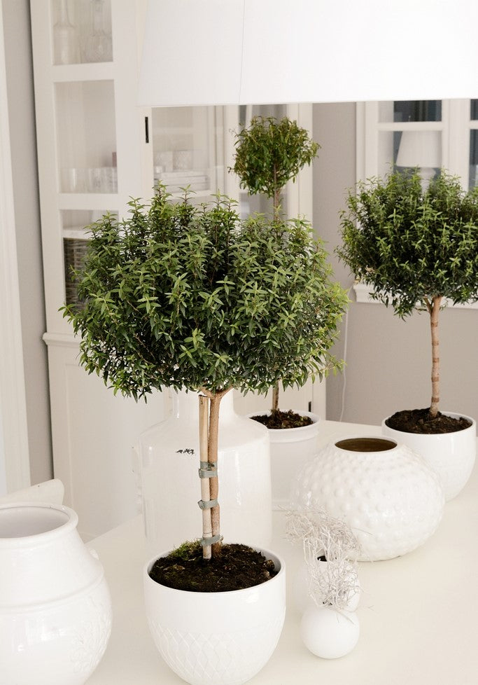 Myrtus Communis Mini Tree - Plant Studio LLC