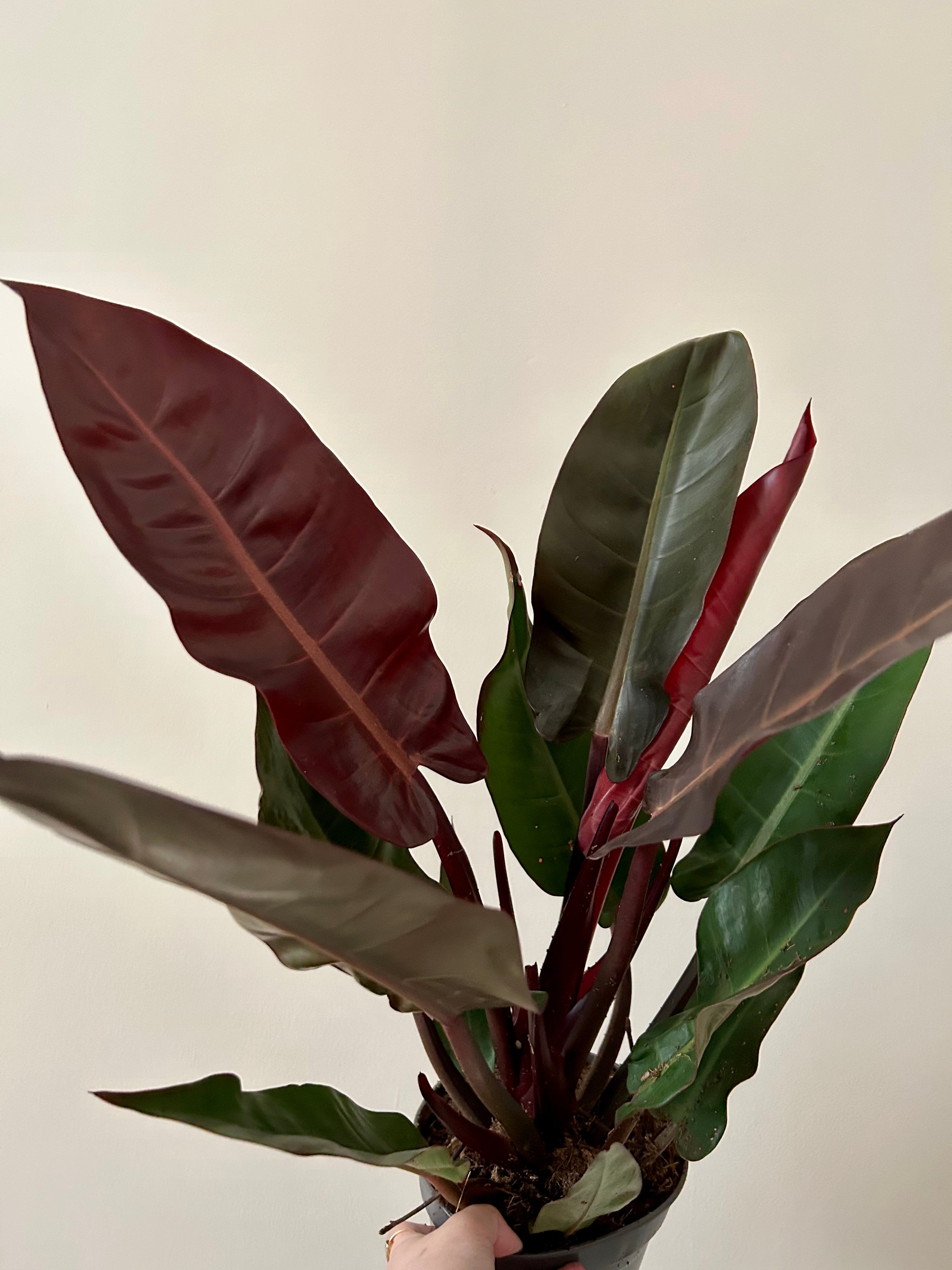 Philodendron Starfire - Plant Studio LLC