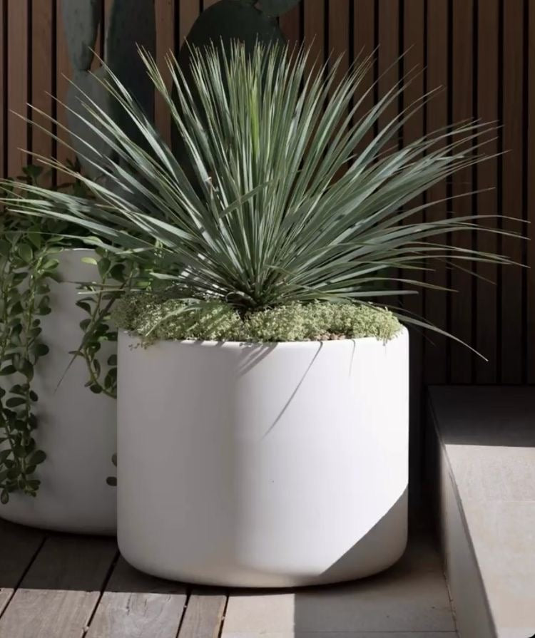 Yucca Rostrata